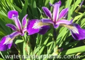 Iris versicolor purple-flowered