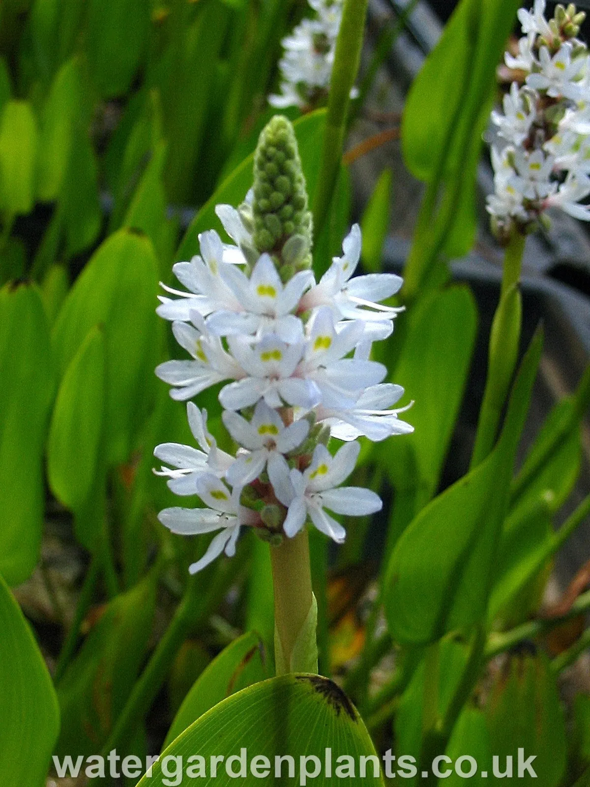 Pontederia cordata f. albiflora - White Pickerel Plant